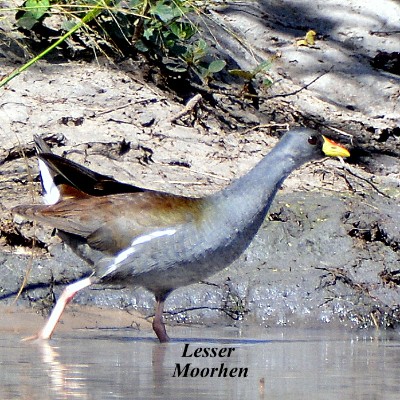 Lesser Moorhen